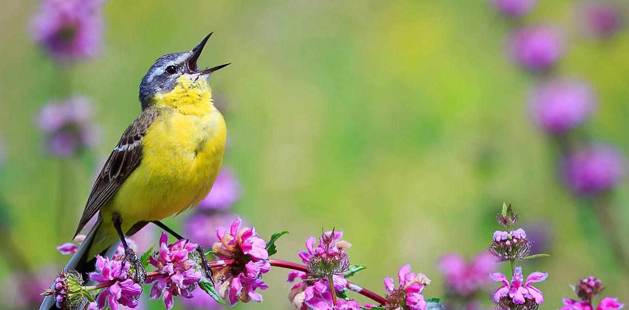 世界は明るすぎる?! 鳥が1日あたり50分長く鳴くようになった