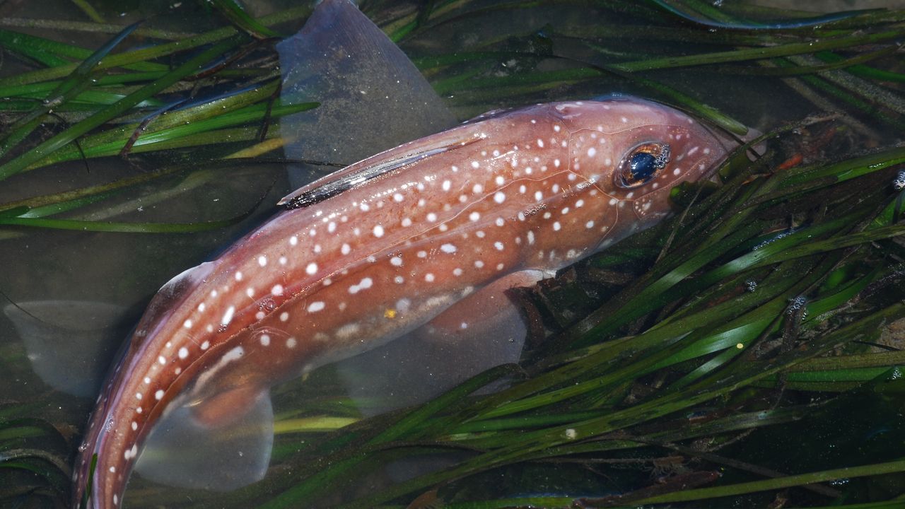 歯が頭にも生えていた！ ギンザメの一種に常識を覆す発見