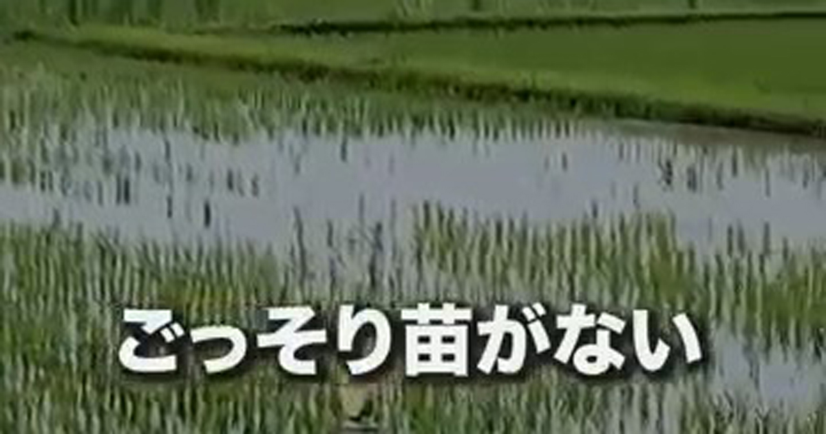 突然、稲がごっそり消えた田んぼ→中をのぞくと…… 驚きの光景に「初めて見ました」「たちが悪い」