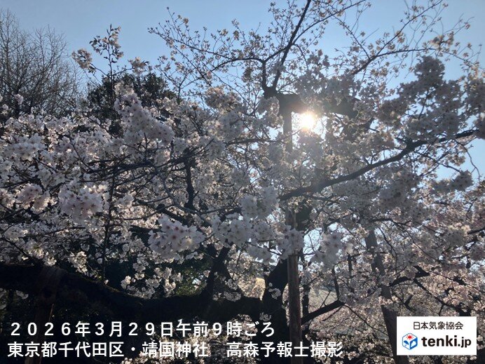 桜が満開の関東 今日29日の午後はにわか雨に注意 お花見の際は折りたたみ傘を