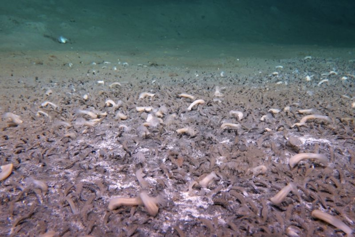 深さ９５００メートルに及ぶ超深海帯で生態系を発見、光のない極限環境で繁栄