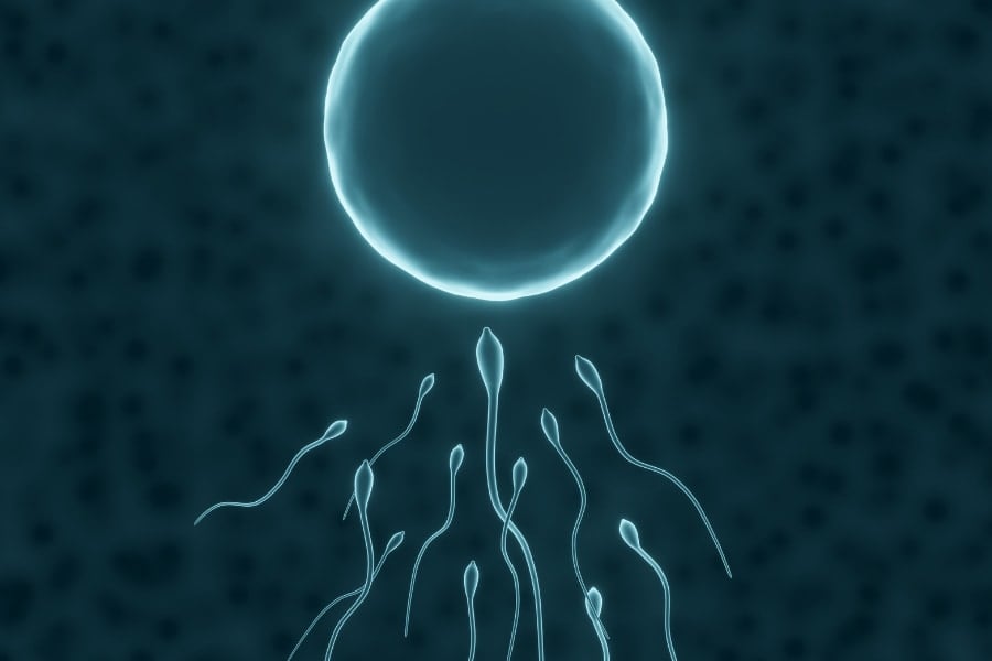 精子の品質検査を乗っ取り「ライバル精子だけ不良認定させる」仕組みを解明