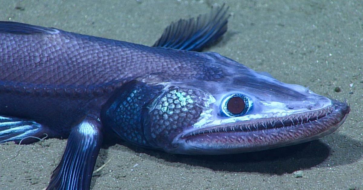 閲覧注意。まるでUMAのような深海の奇妙な生物15種