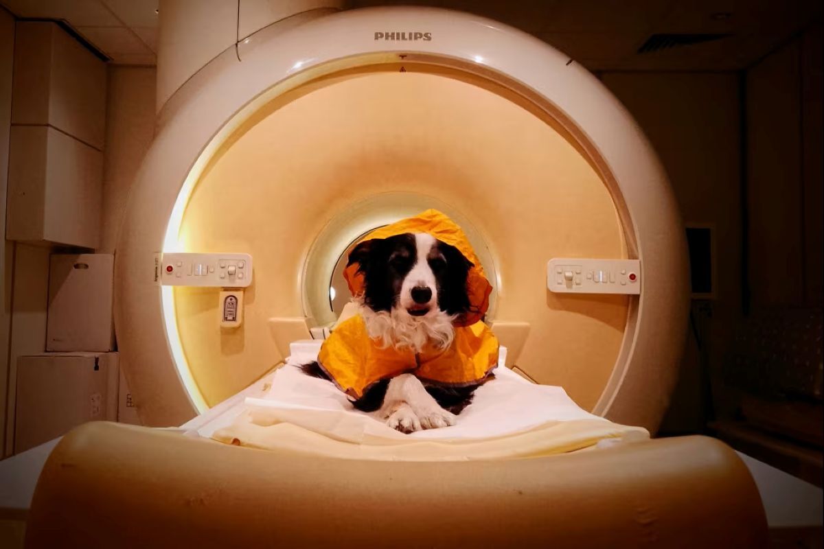 犬は人間の喜怒哀楽を表情のみで理解、脳スキャン用いた研究が示唆