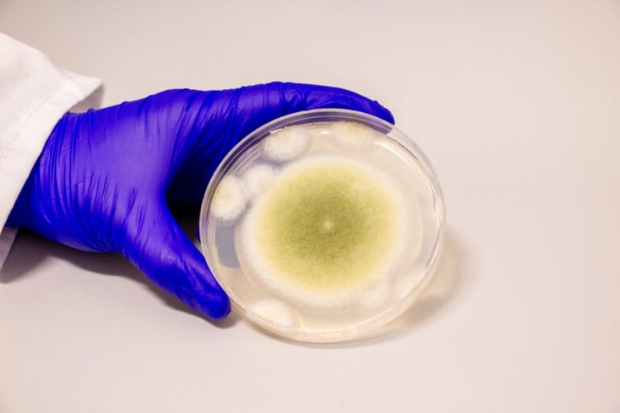 古代の墓から蘇った「死のカビ」を「抗がん薬」に変えることに成功！ (2/2)