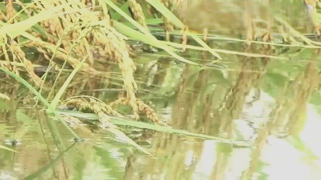 農地は水浸し…数億円の被害が見込まれる繊維工場 福井の記録的大雨 日に日に被害が明らかに 建物の浸水は400棟超