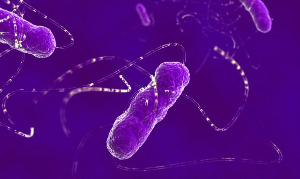 大腸菌の遺伝コードを書き換え、どの生命とも異なる合成生物を作成した科学者たち