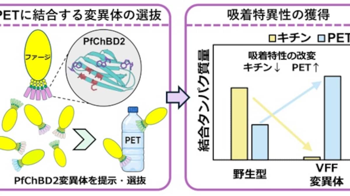 天然のキチン結合タンパク質を人工進化させ、プラスチック表面認識タンパク質を開発