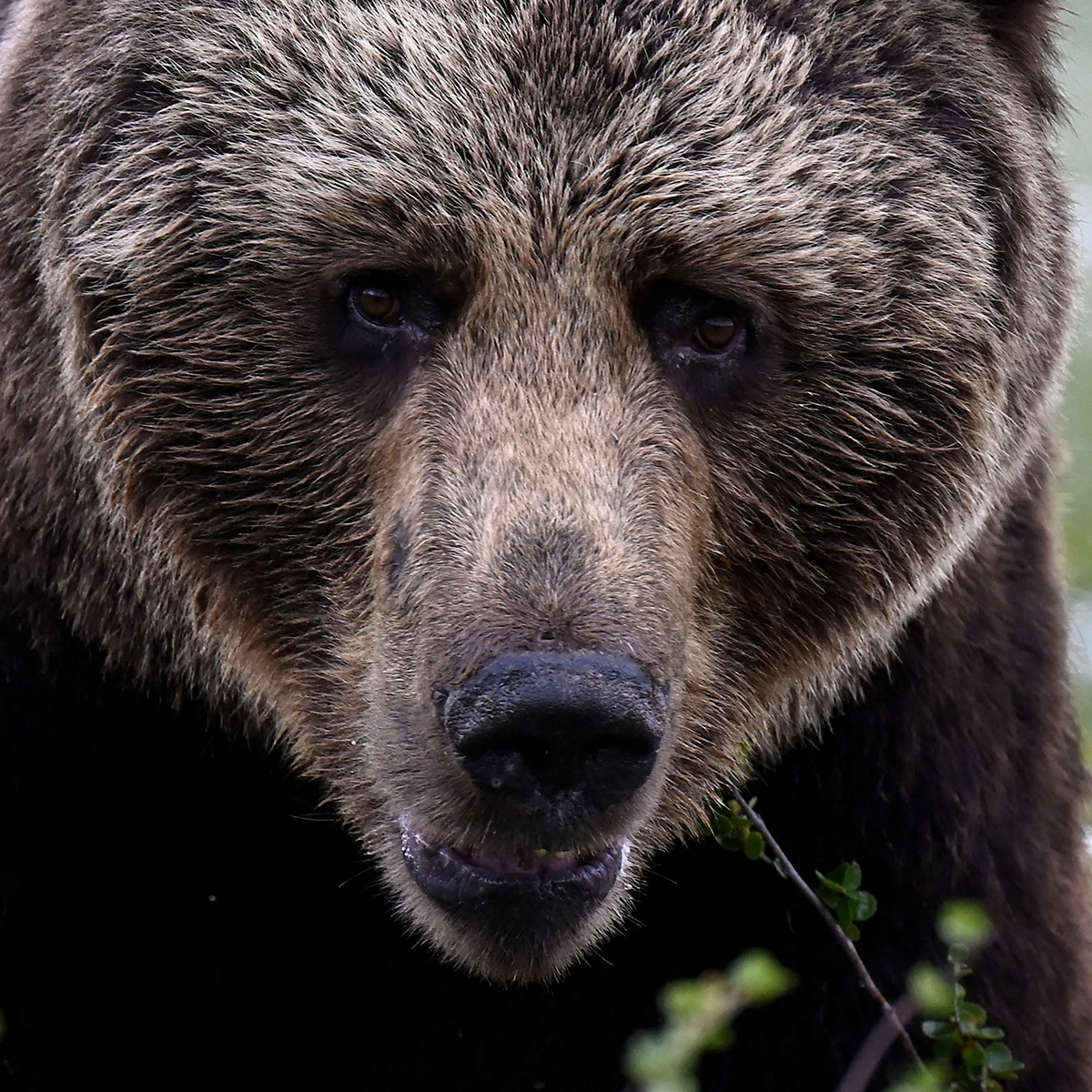 「姿勢を正せ」「謝れ」と苦情殺到…北海道・積丹町議会副議長（74） 地元猟友会への“パワハラ疑惑”で役場がパンク状態、担当者は「平常業務ができない」とも告白