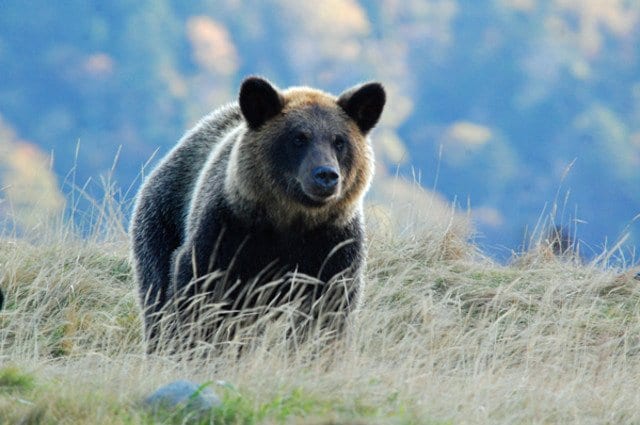 クマ対策に｢クマスプレーもどき｣が氾濫する罪深さ 対人用｢催涙スプレー｣のケースも 専門家は｢規制｣訴え