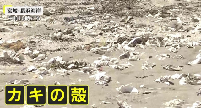 大量の「カキの殻」で海開き中止に 割れて尖り、素足で踏むとケガの恐れ…市担当者「養殖施設から流れついたか」宮城・石巻市