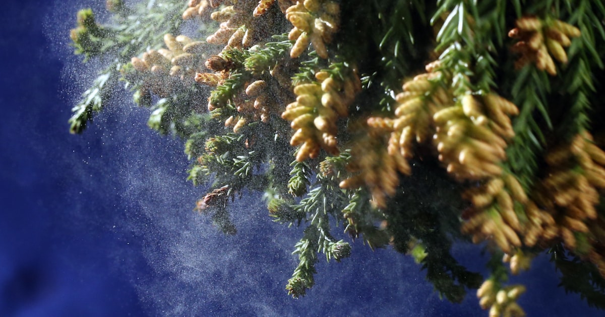 春の花粉は例年比で3割増 新たな発症に注意、トマトなどと関連も