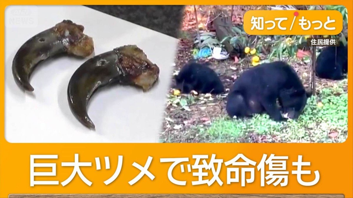 命がけのクマハンターに同行 「箱わなに入っていてもクマは怖い」 緊張の見回り