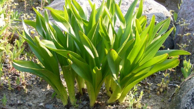 ギョウジャニンニクだと思って知人からもらったら...イヌサフラン（有毒）だった 50代女性が死亡 県内21年ぶりの植物性自然毒による死亡事故 岩手