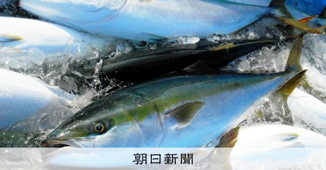 ハマチが消えた 鳥取沿岸、昨年記録的不漁に 操業支援へ緊急対策