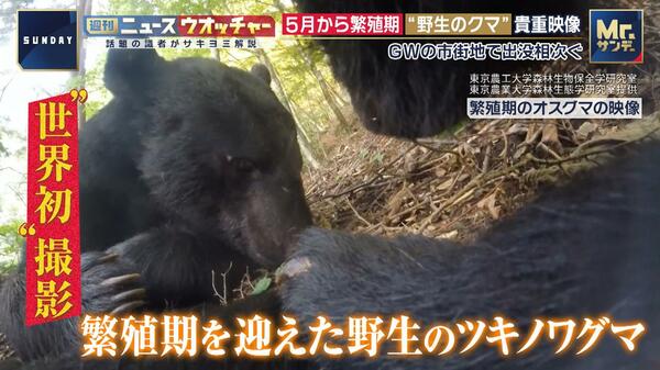 5月から繁殖期“野生のクマ”市街地で相次ぐ出没 専門家「人間の食べ物は“麻薬”…味を覚えさせないのが大事」