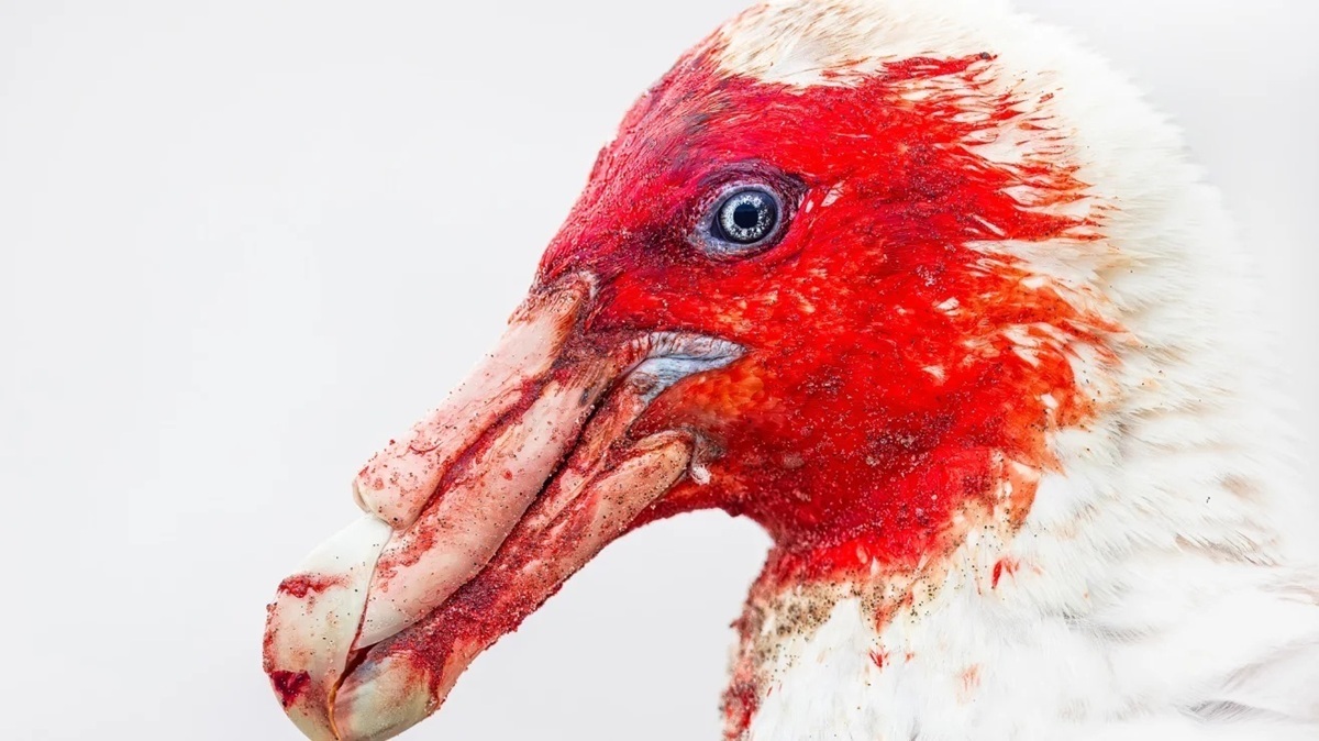 白い羽を血で染めたオオフルマカモメや皆既日食を背に飛ぶグンカンドリ、鳥写真コンテスト受賞作を紹介