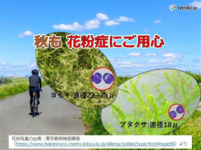 この時期のくしゃみ・鼻水・鼻づまり・目の痒みなどの症状 「秋も花粉症」にご用心