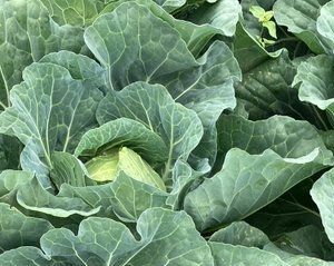 「農薬を使わないというのは、こういうこと」虫に食べられ、「葉脈だけ残ったキャベツ」が593万回表示 農家が語った栽培の現実