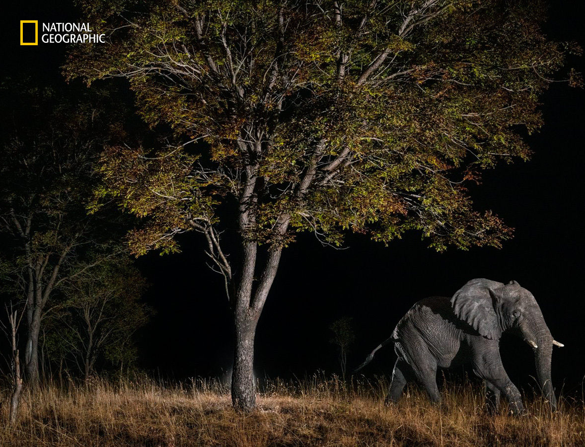 戦火を生き抜いた幻のゾウ DNAが明かす「ゴースト・エレファント」の驚くべき正体