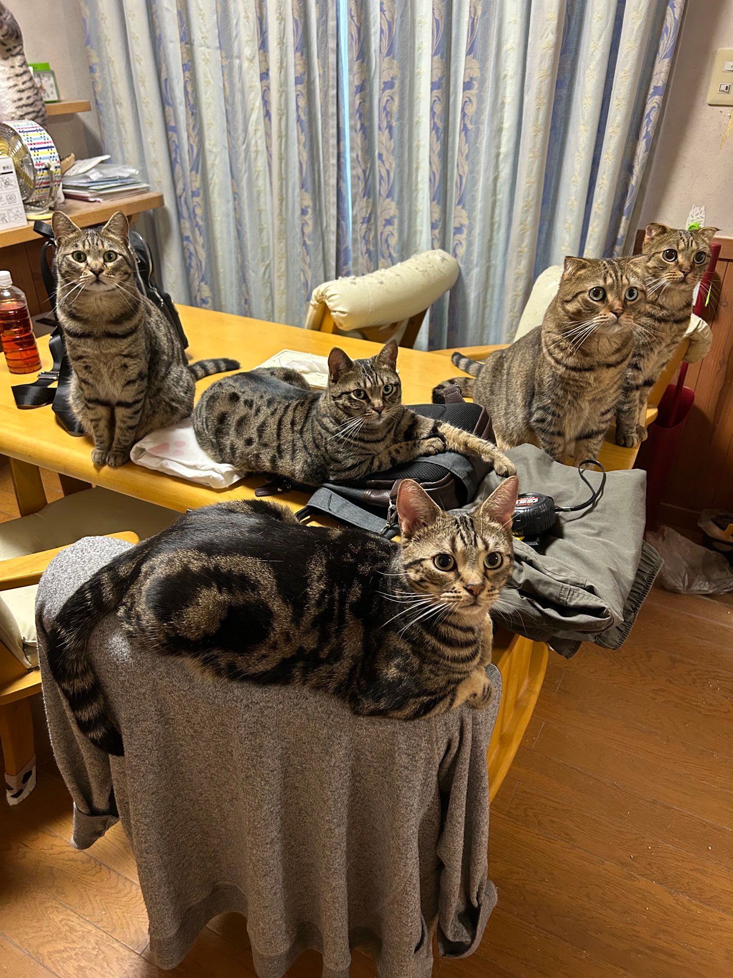 【猫あるある】「棚に何を入れようか迷っていたら…」まさかの使い道に癒される「欲しい時には入ってくれないのに」｜まいどなニュース