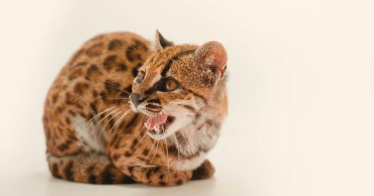 イエネコと思って拾った子ネコ、100年ぶりの新種だった