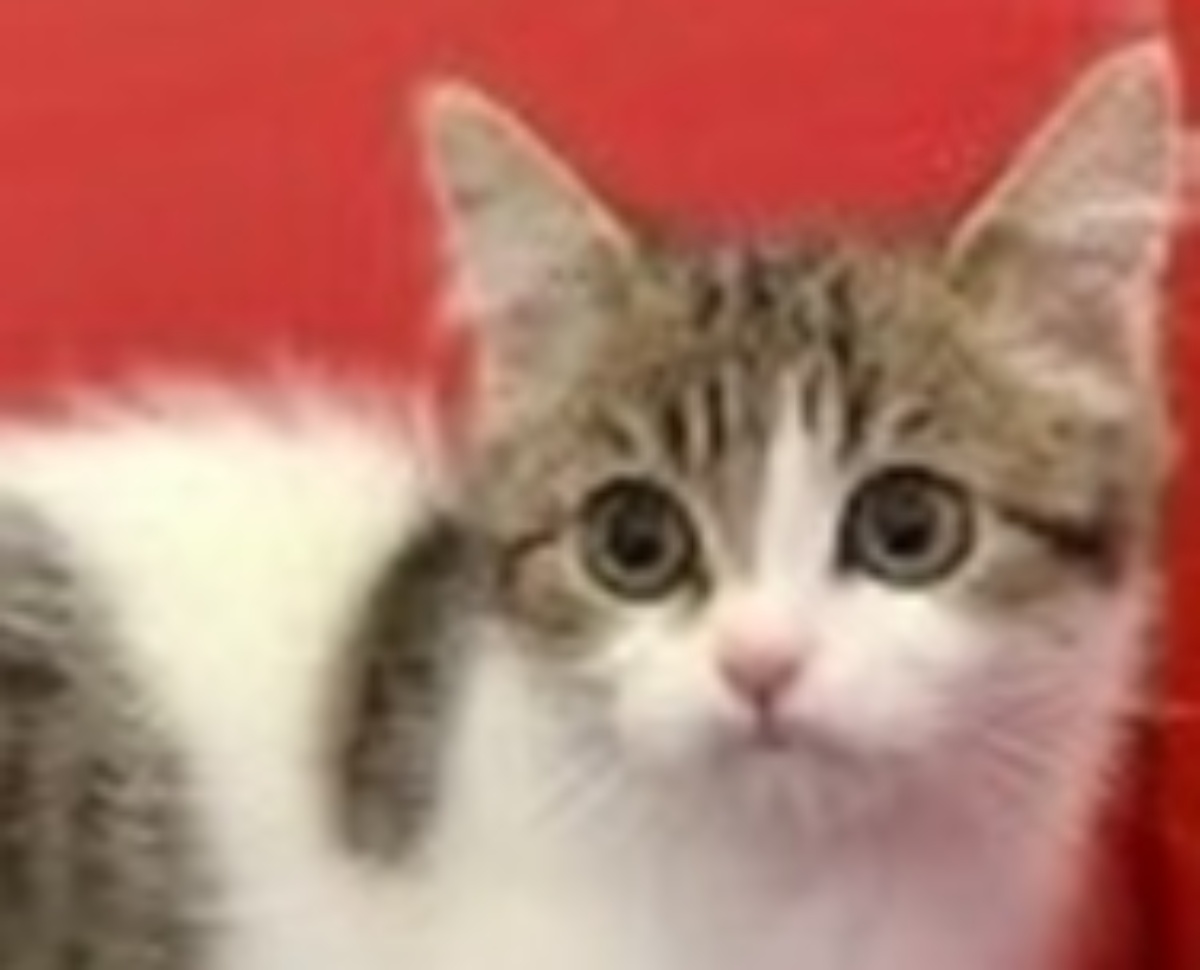 “ペットショップの売れ残り”だった子猫→成長すると……「ウワーッ」 大激変ビフォアフに「すーんごい美形」「残り物にはふくふく」