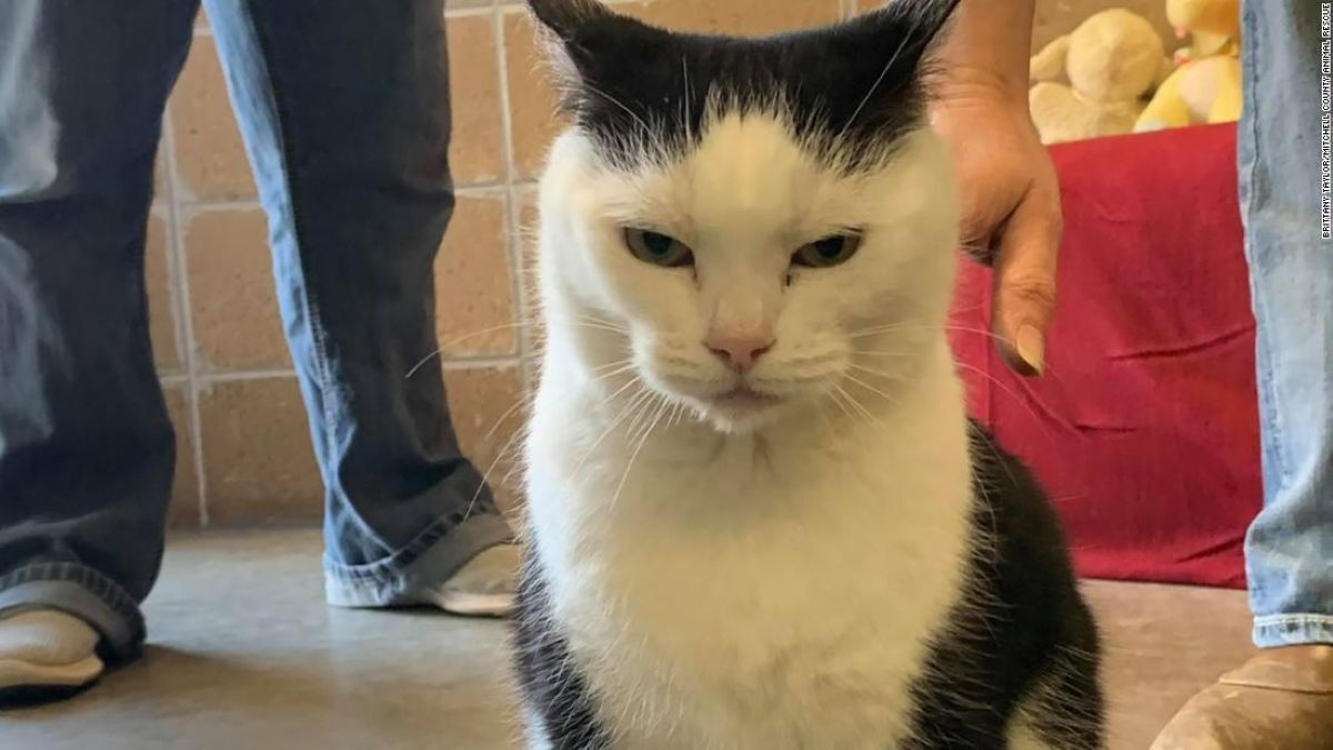 「世界最悪の猫」の里親決まる、175件超す申し込み 20年米