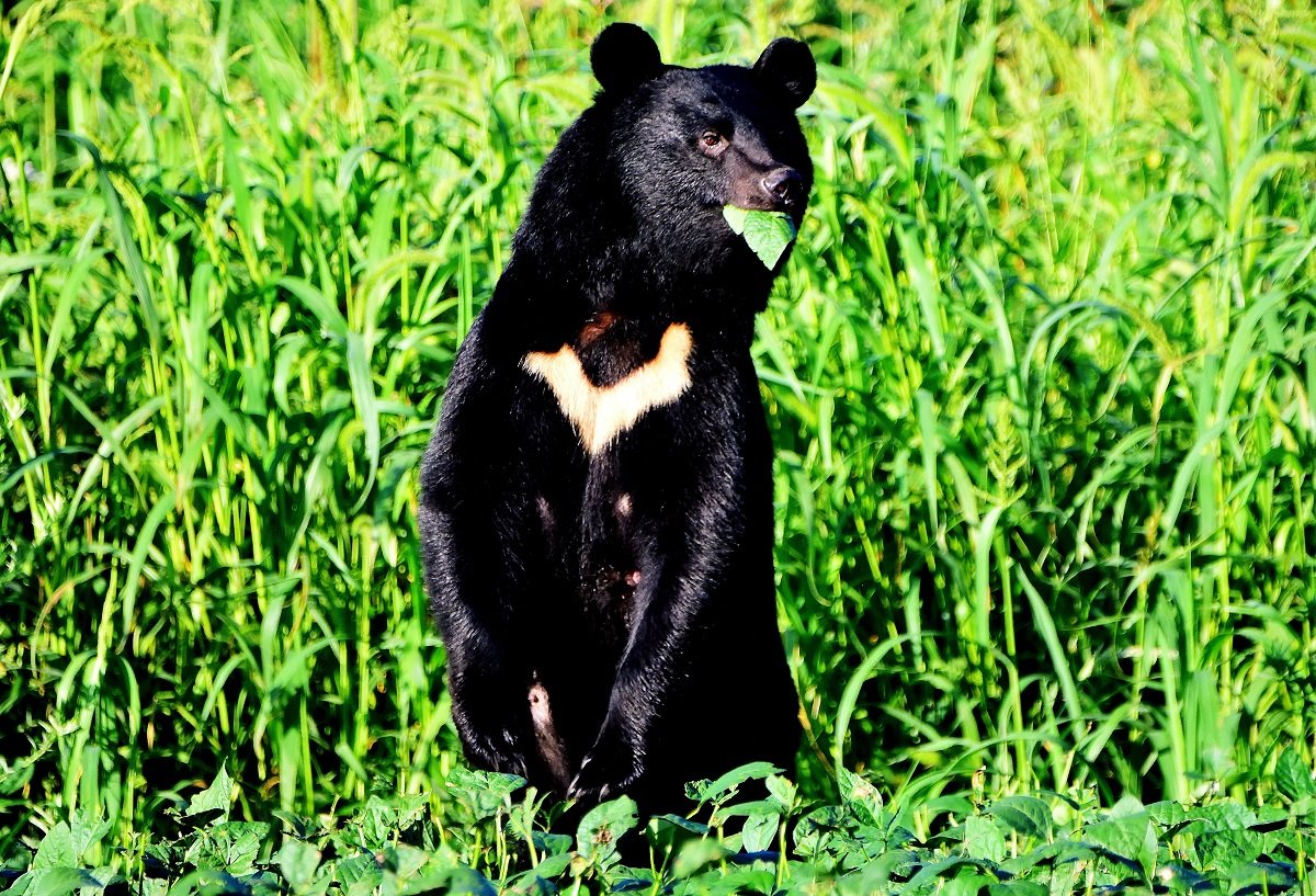 クマスプレー「誤使用」に警鐘 「テントに塗布」はむしろ逆効果 クマは興味津々、近寄るケースも