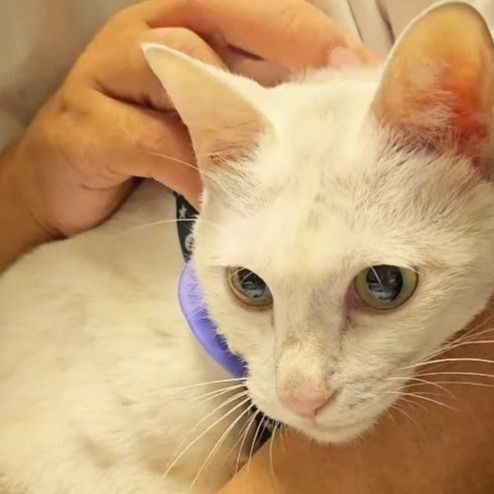 熊本地震で家屋が倒壊 愛猫と避難した先でまさかの脱走 土地勘ゼロの場所で姿を消し…再び家族のもとへ帰ることができたのか