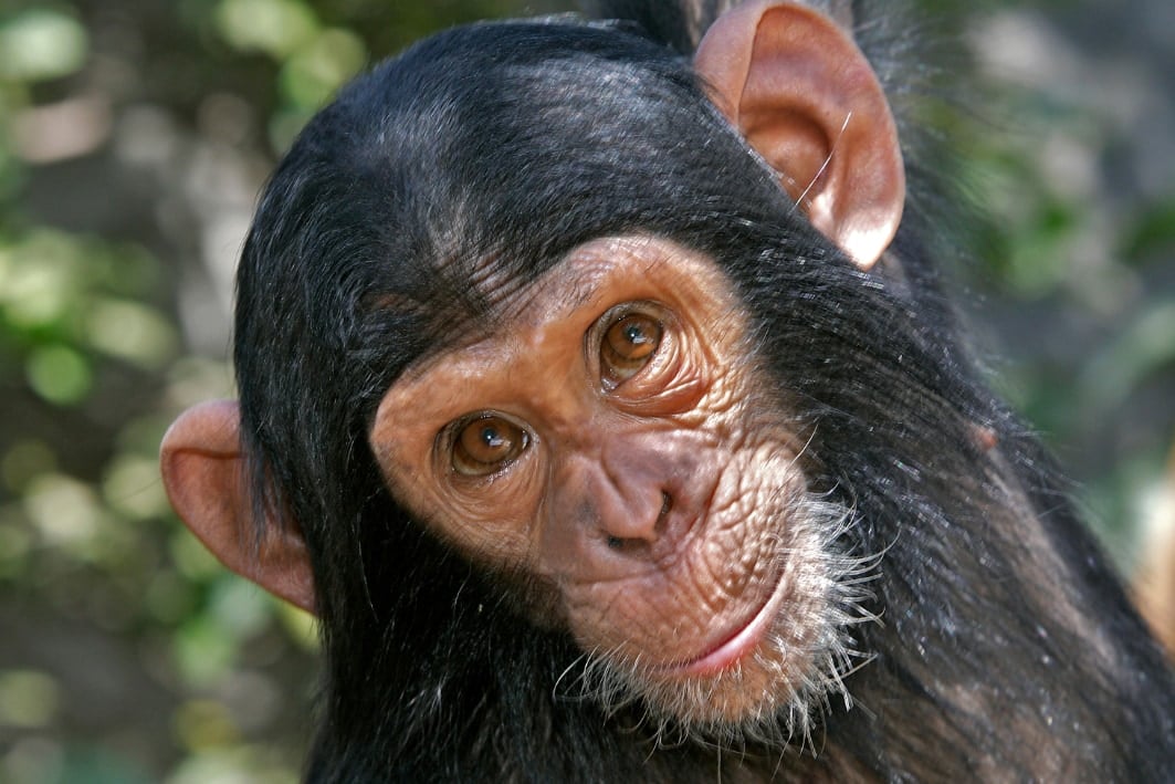 チンパンジーですら証拠をもとに信念を「考え直せる」柔軟さを持つと判明 (3/4)