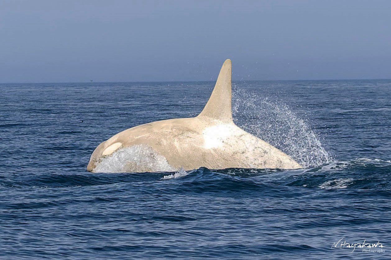 「白いシャチ」が北海道・知床の羅臼沖に出現 濃霧の海で撮影に成功…シャチを追い続ける写真家、念願の3頭すべてと遭遇