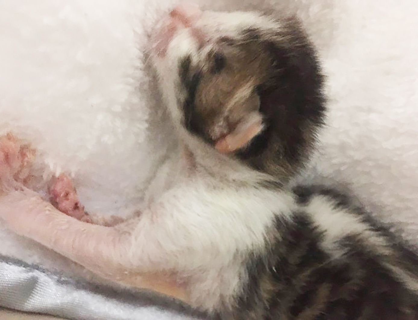 ビニール袋に入れられ捨てられた5匹の子猫 漁港から逃走した不審車の情報から翌日逮捕も…失われた４匹の命は戻ってこない