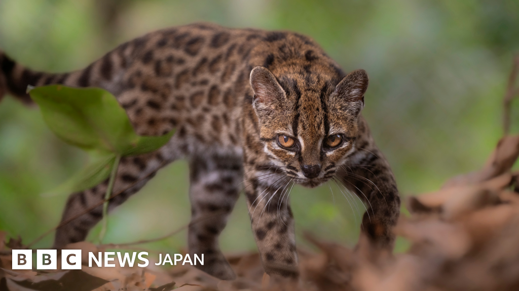 野生ネコの新種を発見、確認された現存個体は1頭