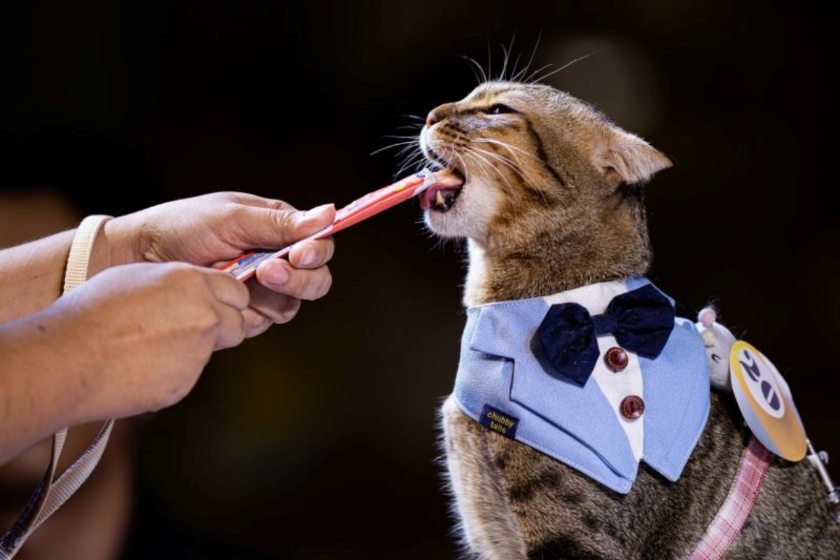東アジアの猫ブーム、犬よりも人気上昇の中国や韓国と日本の共通点とは（CNN.co.jp）