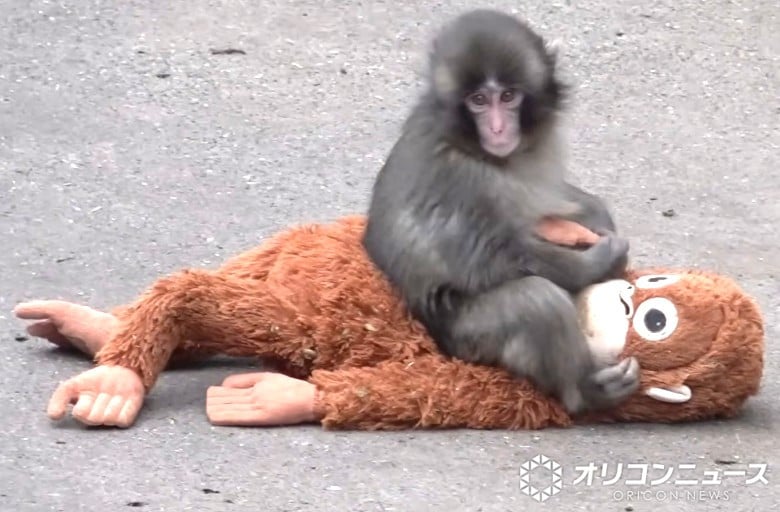 “世界が注目”子ザルのパンチくん、飼育員が明かす成長ドキュメントに感動広がる「愛があふれてる」「こういうの待ってました！」 “秘蔵映像”第2弾を市川市が公開