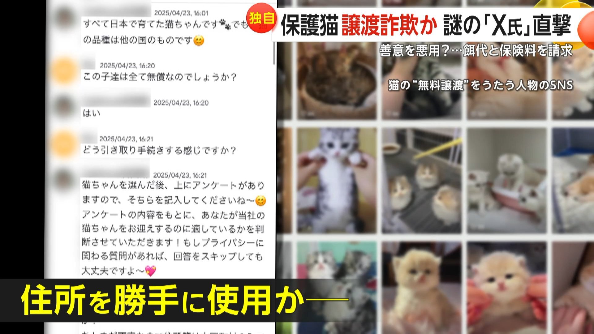 【独自】「子猫を無償譲渡」偽りエサ代と保険料3万円請求するX氏直撃「あなたは礼儀がなく、とても不快です」…勝手に住所使われた無関係の団体「迷惑しています」（FNNプライムオンライン）