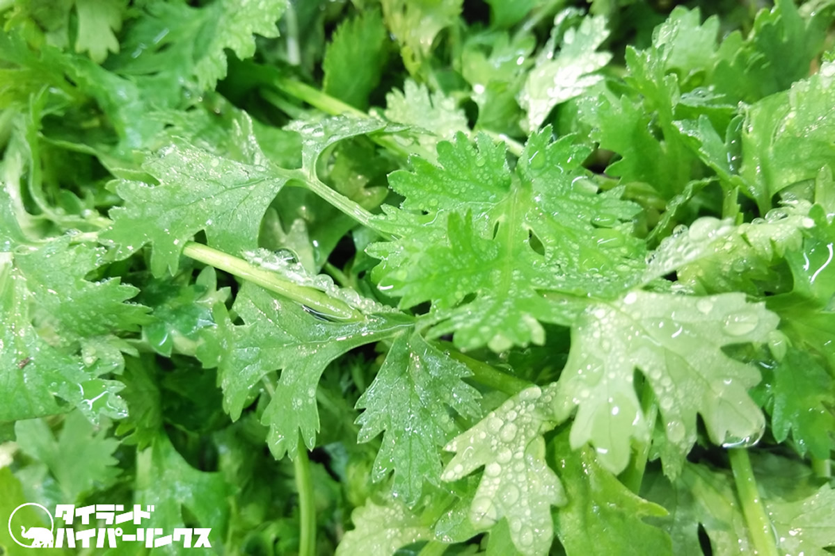 チェンマイの医師が注意喚起 不衛生な生野菜が原因か、男性が “脳の寄生虫感染” を3回繰り返す