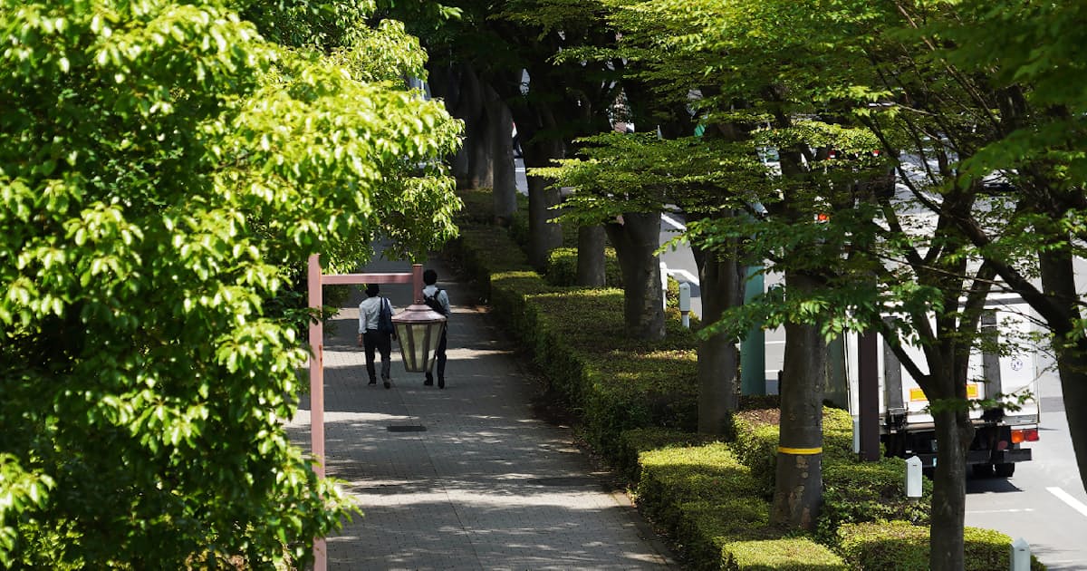 「緑の日傘」消える日本、街路樹50万本減 世界の都市整備と逆行