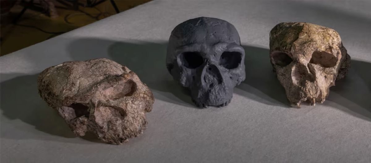 中国出土の頭蓋骨、人類進化の時系列塗り替える可能性 科学者らが指摘