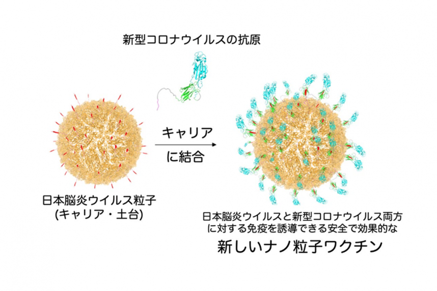 弘前大学の森田英嗣教授らの研究グループが安全で効果的な新しいナノ粒子ワクチンを開発 ― 日本脳炎ワクチンを利用、次世代ワクチンプラットフォームとして期待