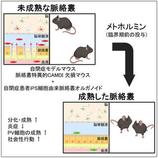 自閉症の新たな治療標的として未成熟な脈絡叢を同定～メトホルミンによる自閉症モデルマウスの治療に成功