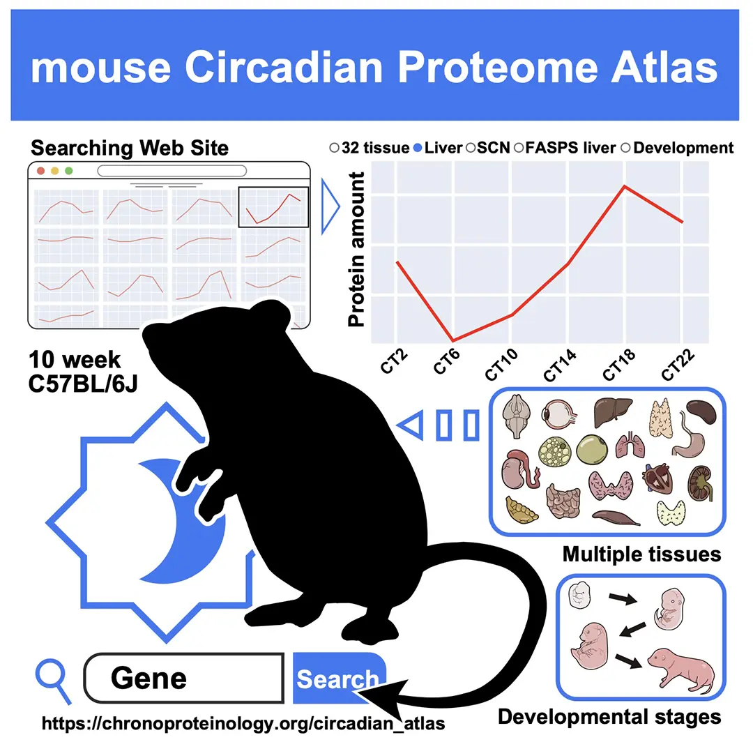 全身32臓器を網羅した「マウス体内時計プロテオーム地図」を作成〜次世代質量分析装置Orbitrap Astralで約1万9千タンパク質の時間変動を一挙解析〜