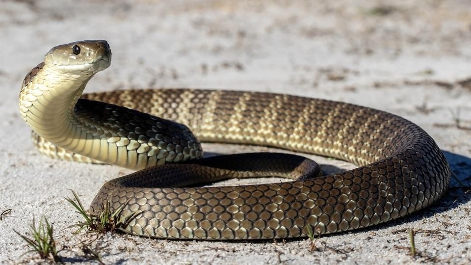 爬虫類のおしっこは「石」。そのメカニズムが痛風治療のヒントになるか？（ギズモード・ジャパン）