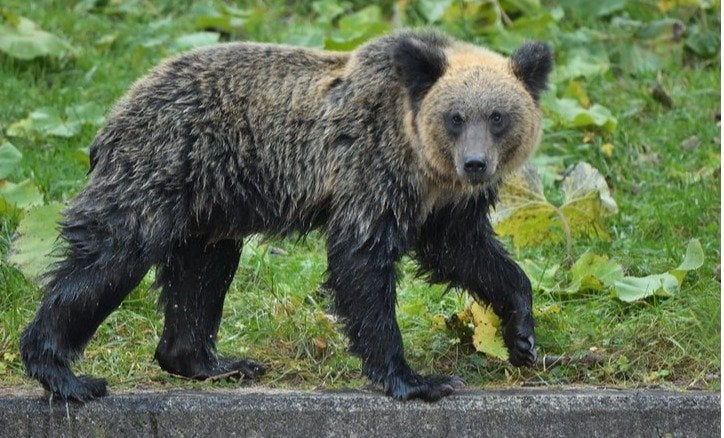ヒグマ｢殺すな｣から｢全滅させろ！｣まで 猛クレームに悩む北海道庁に専門家「今こそ『切電』の仕組みを」