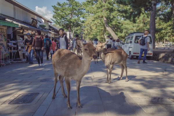 奈良公園の「お鹿様」はもはや他地域の鹿とDNAから違っていた (2/3)