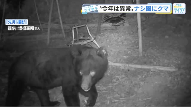 ナシ農家が悲鳴！クマが食い荒らす カメラがとらえた衝撃の直立シーン「枝ごとに全部なくなって」 広島