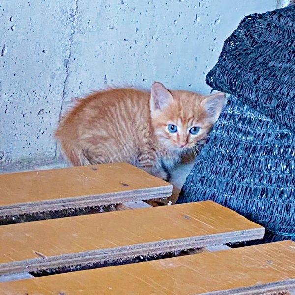 保護した小さな“手乗り猫”→心安らかな日々で5年後ビッグに変貌 魚の開きならぬ猫の開き状態で爆睡「もう野生に戻れない」笑