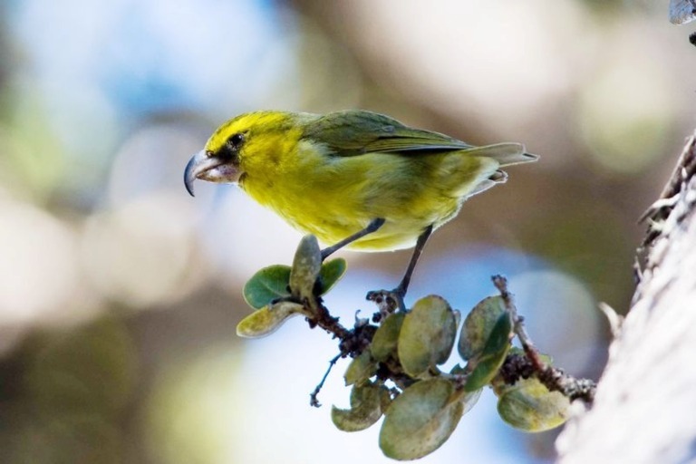 ハワイで毎週50万匹の「蚊」を上空から投下、その狙いは