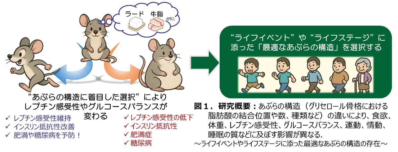 “あぶらの構造”が抗肥満作用ホルモンの作用を変えることを発見～新たな食育への活用に期待～